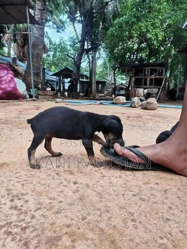 Doberman Puppies
