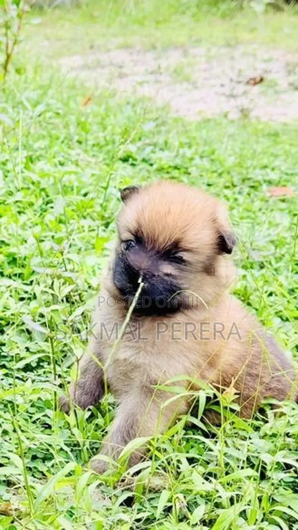Pomeranian Dog