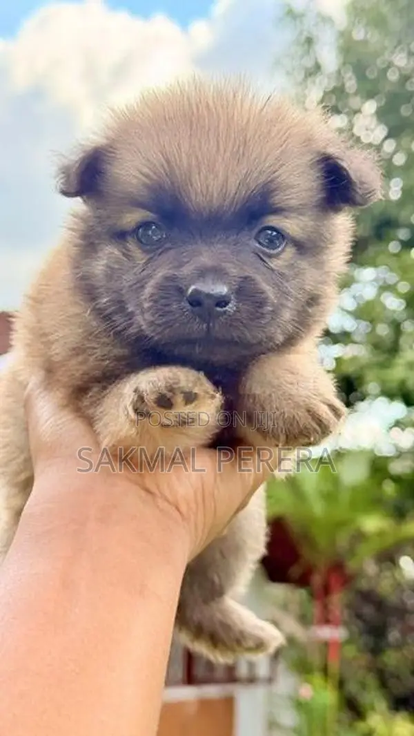 Pomeranian Dog