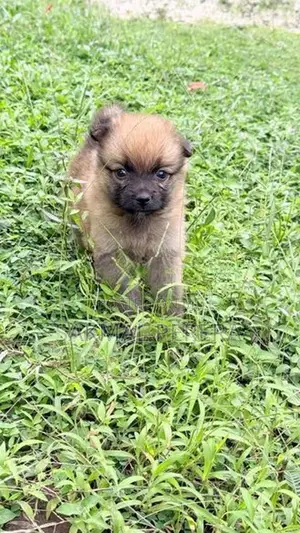 Pomeranian Dog