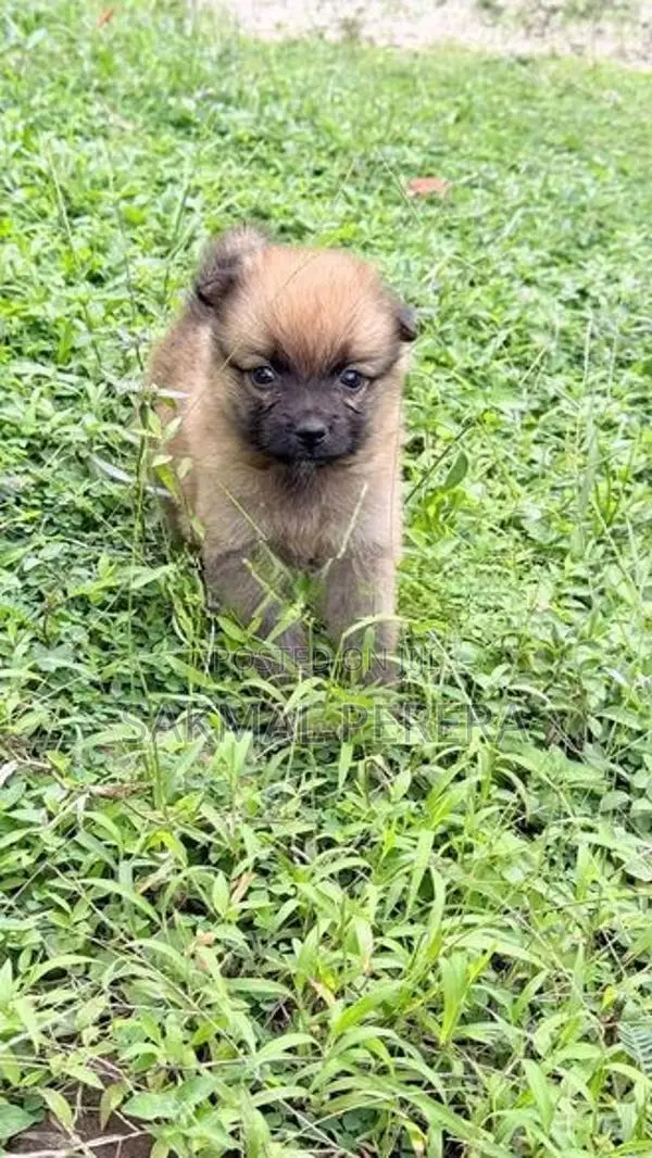 Pomeranian Dog