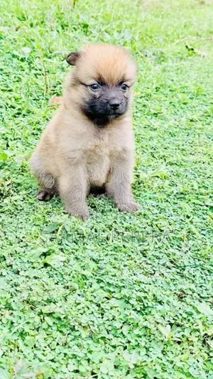 Pomeranian Dog