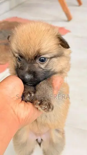 Pomeranian Dog