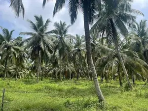 14 Acres Coconut Estate with Milk Factry for Sale- Anamaduwa