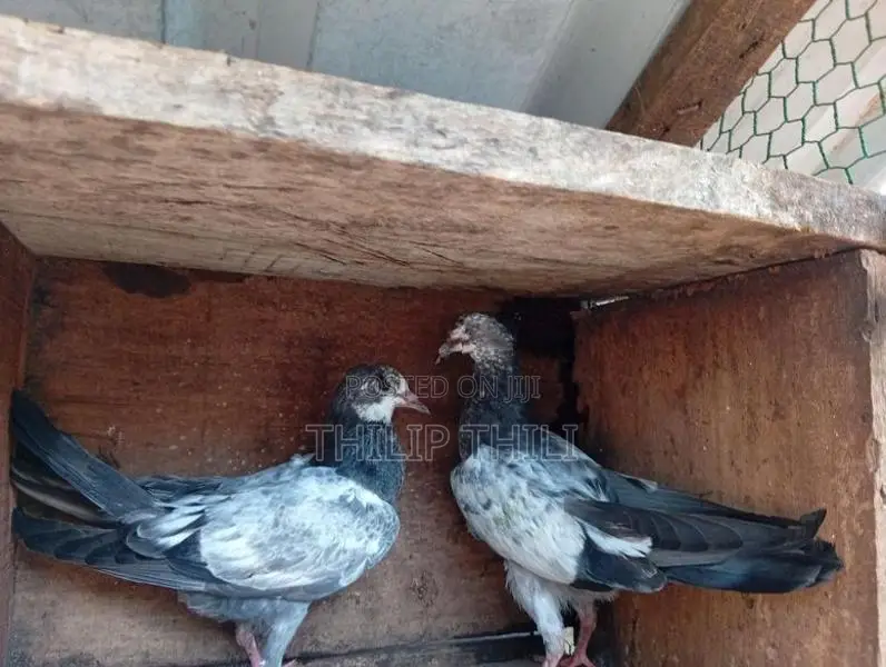 Teddy Pakkisthan Kunsu Sodi