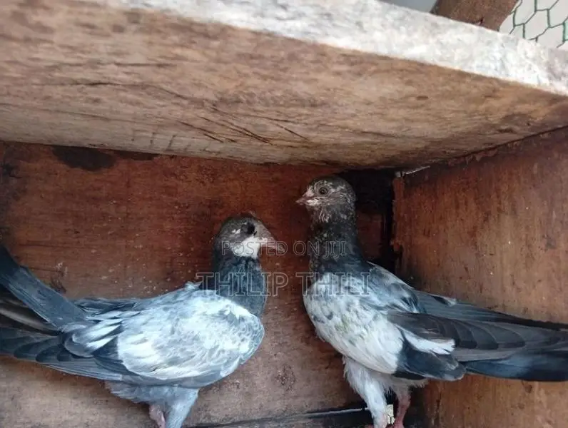 Teddy Pakkisthan Kunsu Sodi