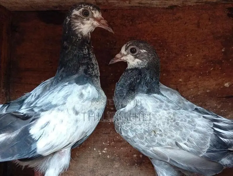 Teddy Pakkisthan Kunsu Sodi