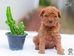 Toy Poodles