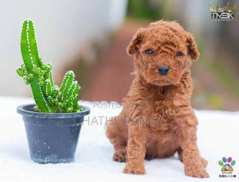 Toy Poodles