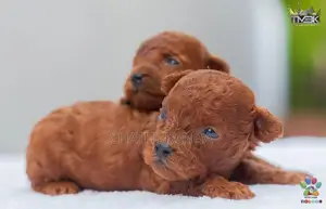 Toy Poodles