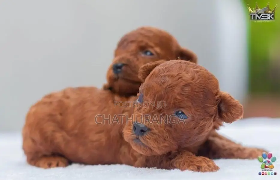 Toy Poodles