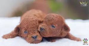 Toy Poodles