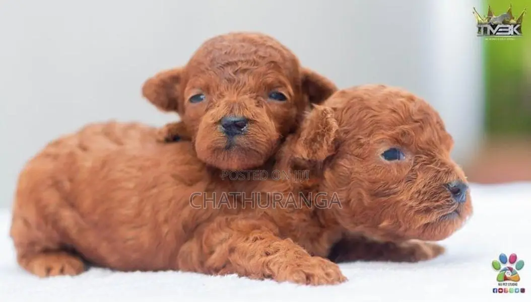 Toy Poodles