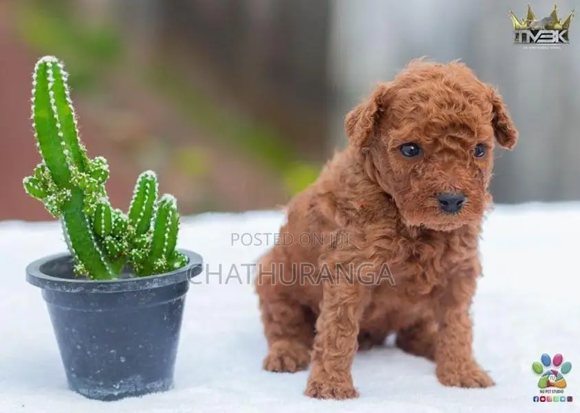 Toy Poodles