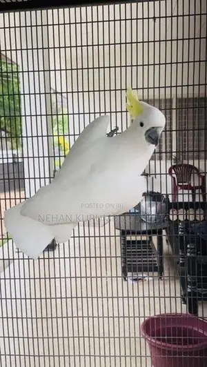 Greater Sulfer Cockatoo