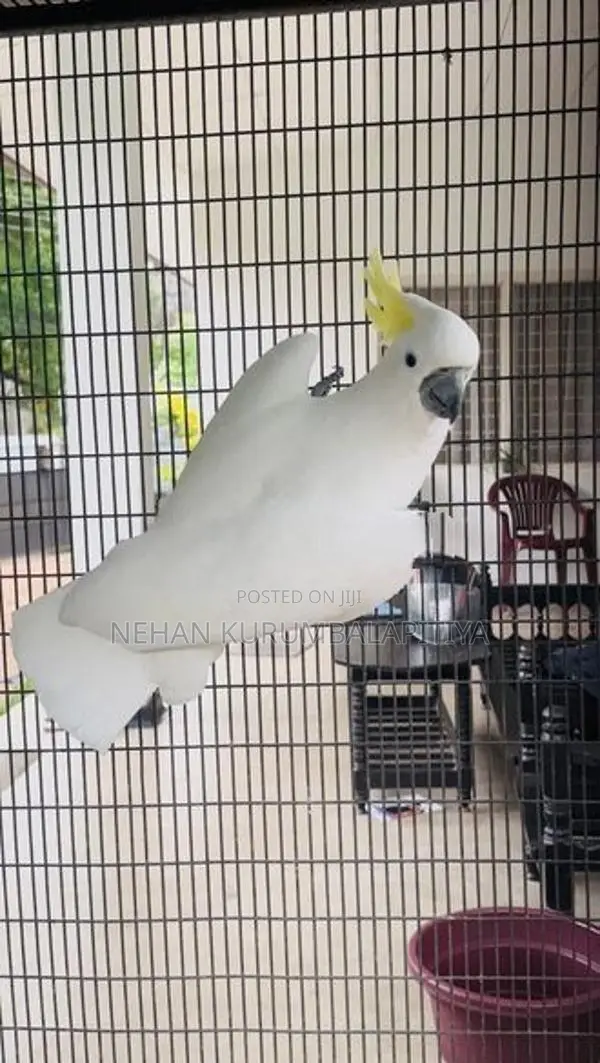 Greater Sulfer Cockatoo