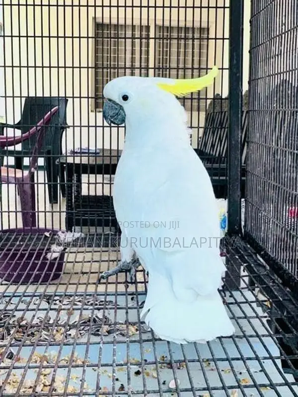 Greater Sulfer Cockatoo