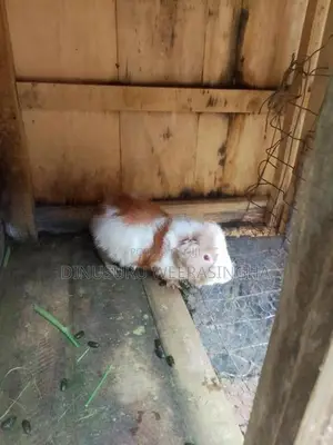 Ginipig