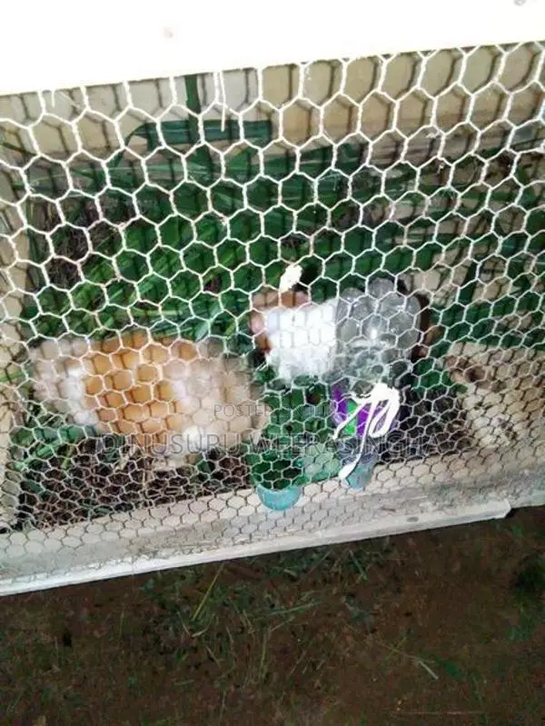 Ginipig