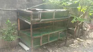 Quail Cage