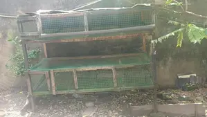 Quail Cage
