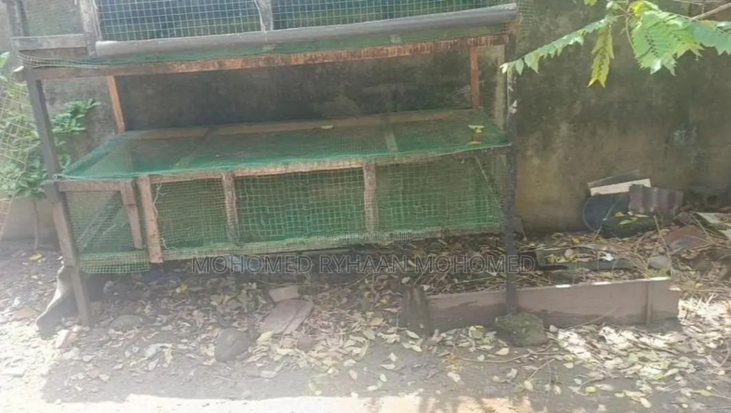 Quail Cage