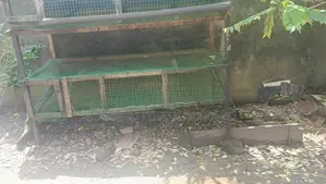 Quail Cage