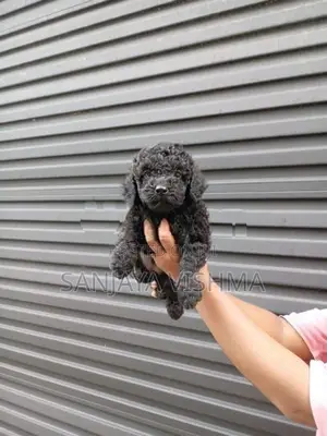 Toy Poodle Female Puppy