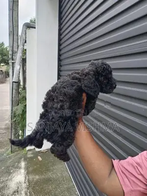 Toy Poodle Female Puppy