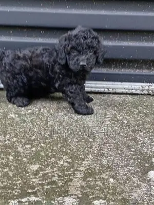Toy Poodle Female Puppy