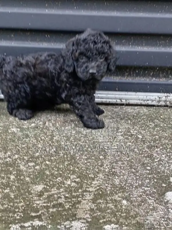 Toy Poodle Female Puppy