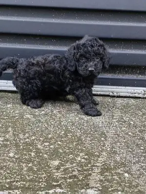 Toy Poodle Female Puppy