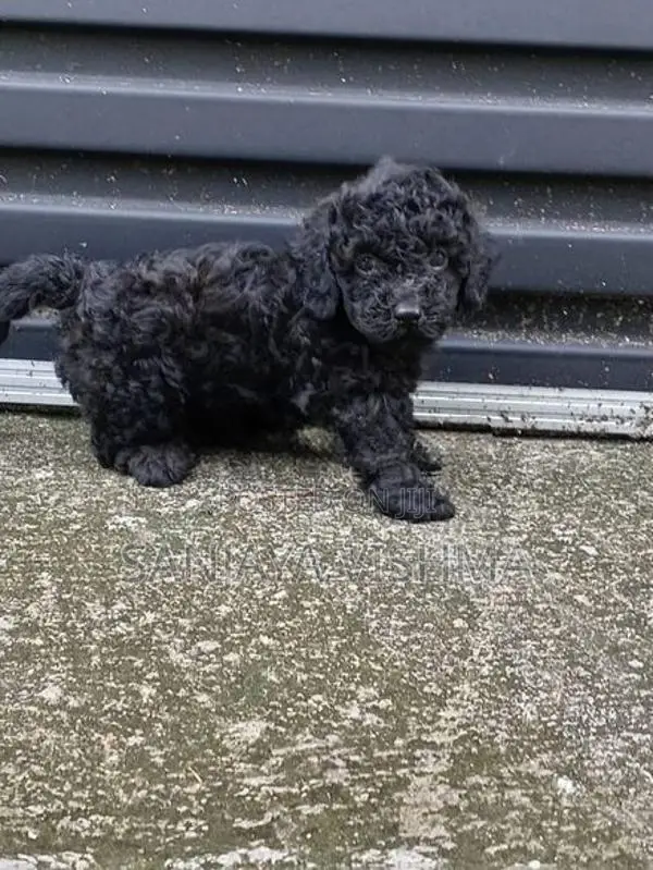 Toy Poodle Female Puppy