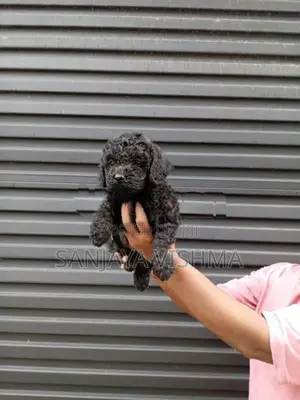 Toy Poodle Female Puppy