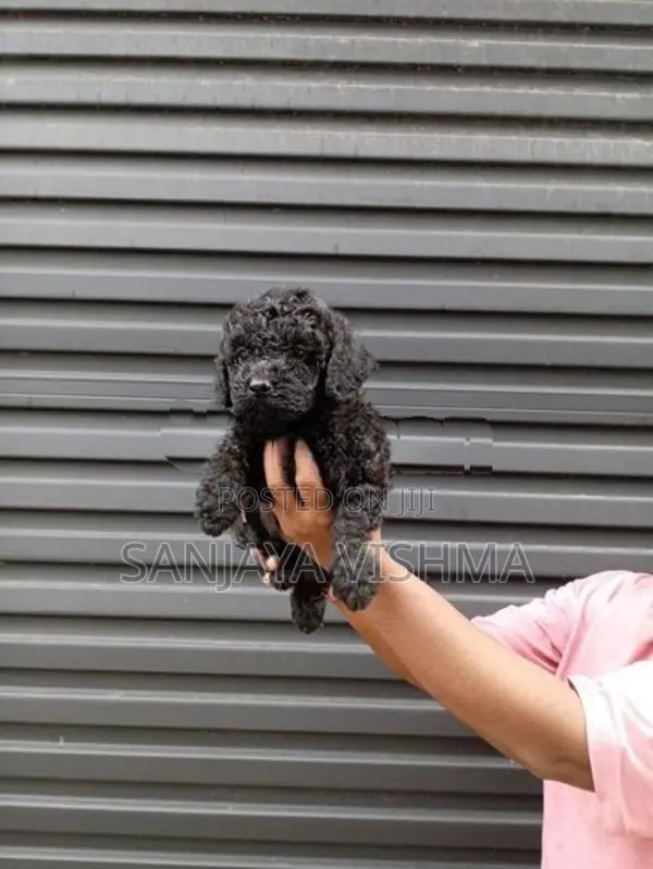 Toy Poodle Female Puppy