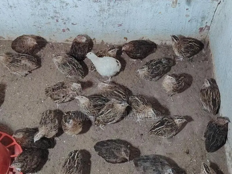 முட்டை விடக்கூடிய காடைக்கோழி