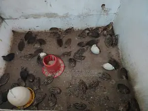 முட்டை விடக்கூடிய காடைக்கோழி
