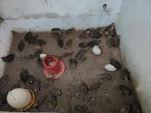 முட்டை விடக்கூடிய காடைக்கோழி