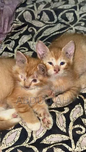Persian Kitten