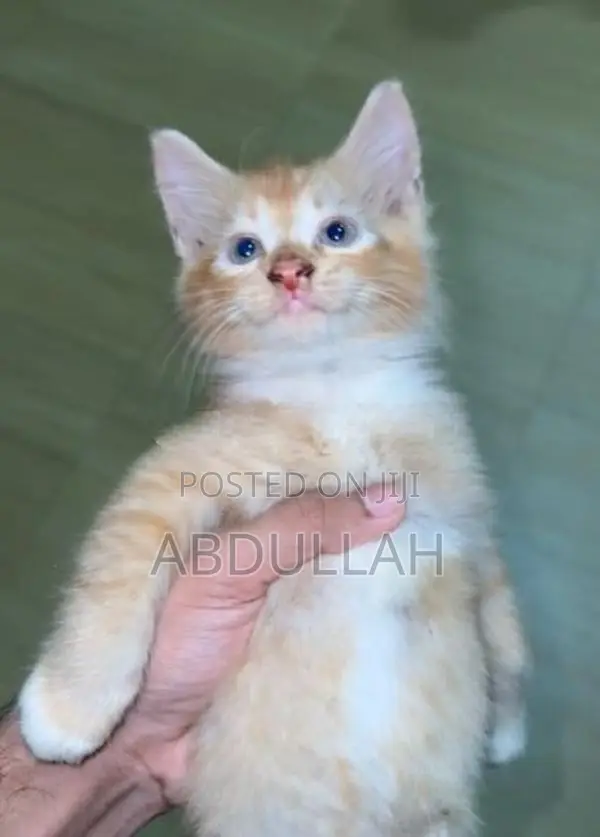 Persian Kitten
