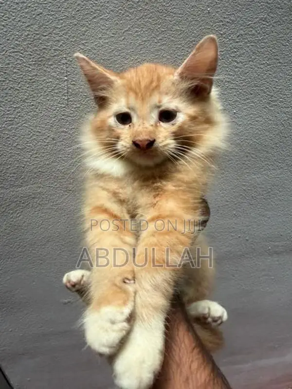 Persian Kitten