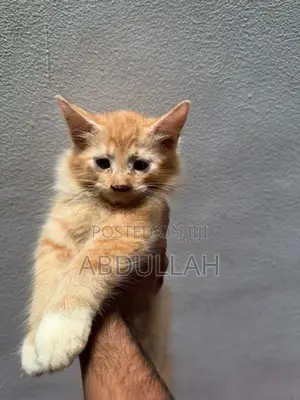Persian Kitten
