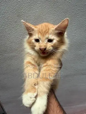 Persian Kitten