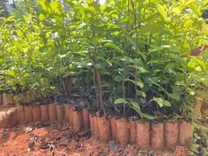 තේ පැල Tea Plants
