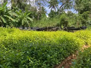 තේ පැල Tea Plants