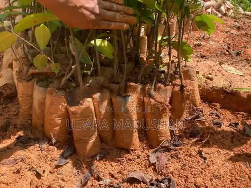 තේ පැල Tea Plants
