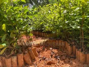 තේ පැල Tea Plants