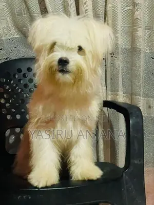 Terrier Puppy