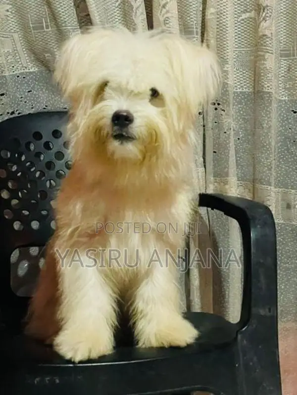 Terrier Puppy