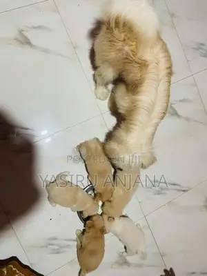 Terrier Puppy